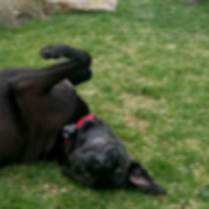 Meet your Posher, Anna